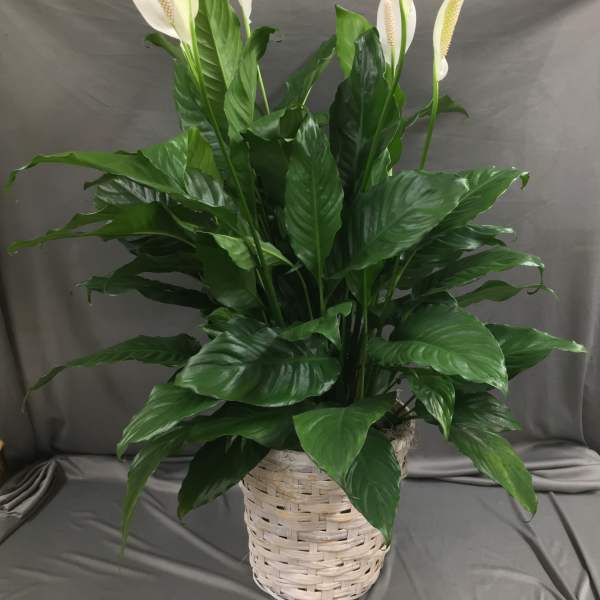 White peace lilies in a woven basket planter