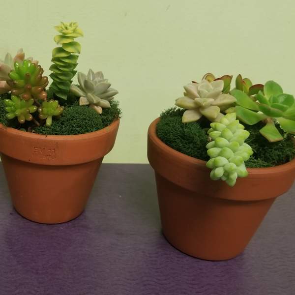 Three potted succulent arrangements in terracotta pots