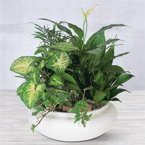 Mixed green houseplants in a white bowl planter