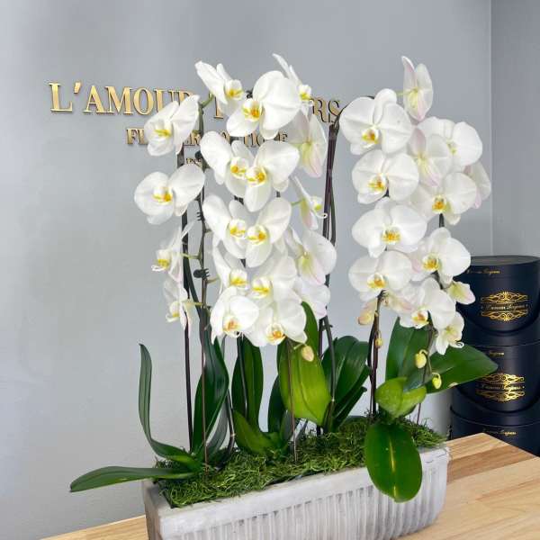White phalaenopsis orchid plants in a long gray ceramic planter on a wooden surface