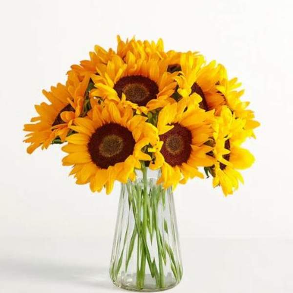 Sunflower Flower