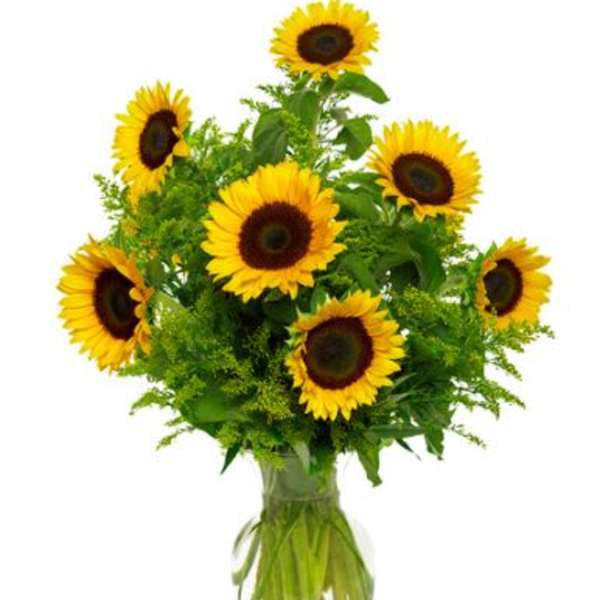 Snazzy Sunflower Flower