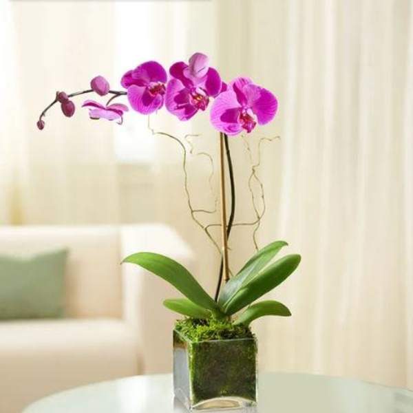 Purple Phalaenopsis Orchid Plant
