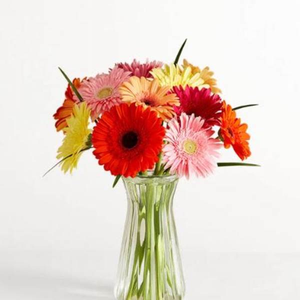 Happy Gerbera Daisies