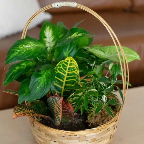 Basket of assorted green houseplants with variegated leaves