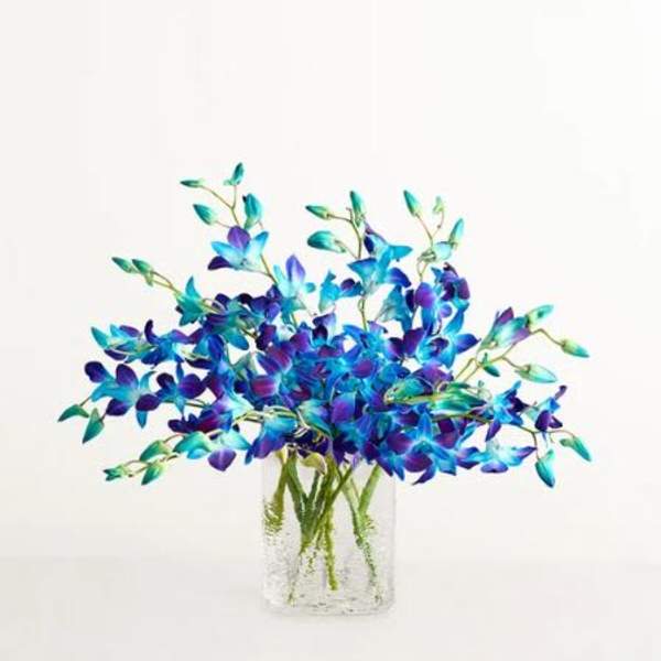 Ocean Breeze Orchids