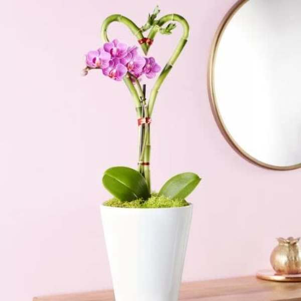 Sweetheart Bamboo and Orchid
