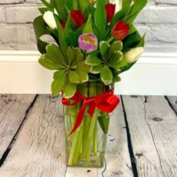 Rainbow Tulips Flower