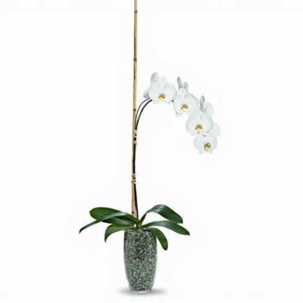 Potted orchid Plant