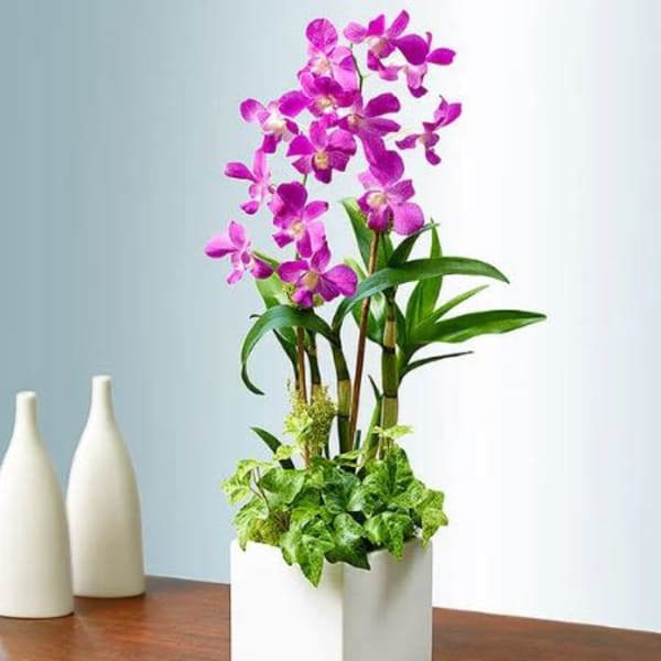 Dendrobium orchid and sweet bamboo