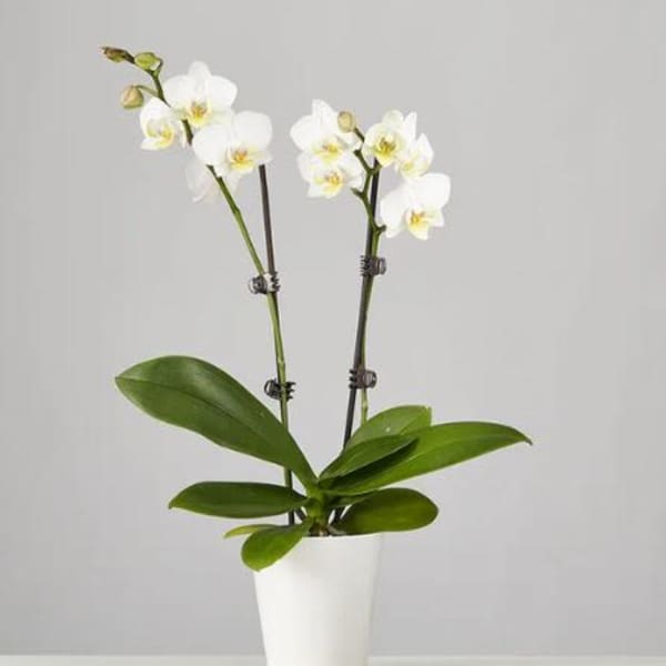 Two Stem Phalaenopsis White Orchid