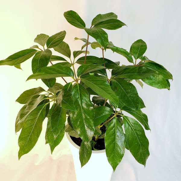 Potted green houseplant with glossy leaves in a white planter