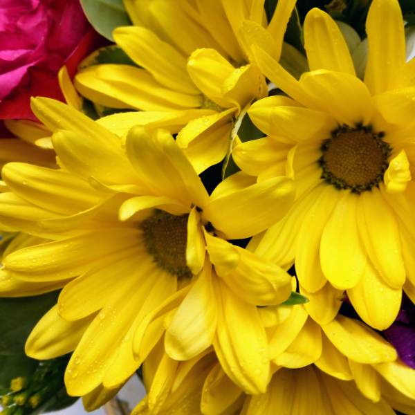 Close-up bouquet of yellow daisies with a pink rose