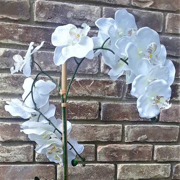 White orchid plant in a blue ceramic pot