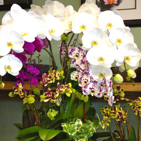 Arrangement of white and purple orchids in a dark pot