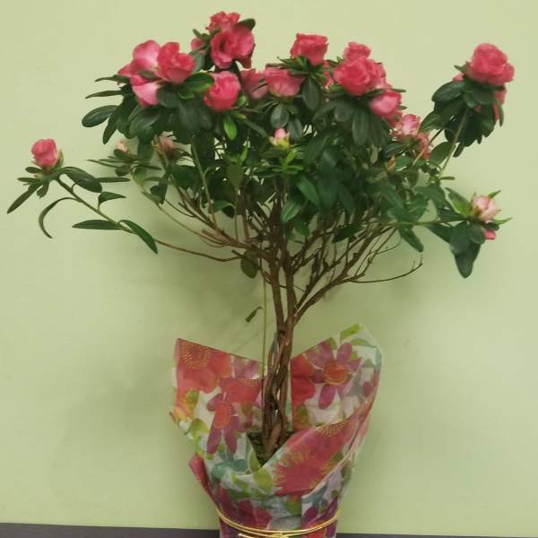 Braided Azalea Tree