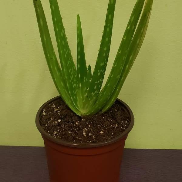 Aloe Plant