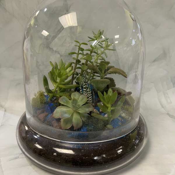Large Dome Shaped Terrarium