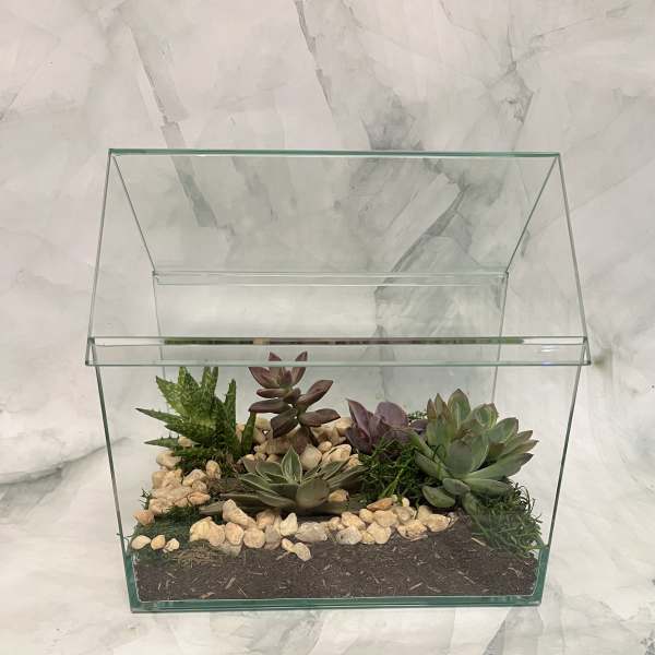 In My House Terrarium