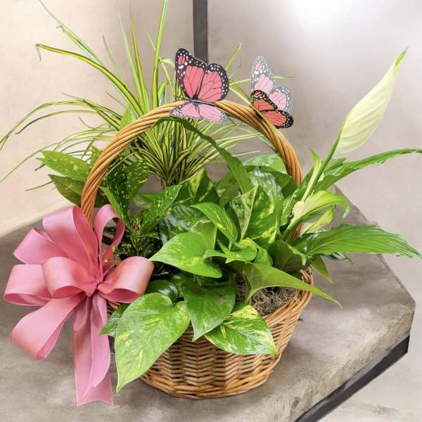 Basket of assorted green houseplants with a pink ribbon and butterfly picks
