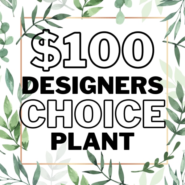 Graphic sign reading "$100 Designers Choice Plant" with leafy border