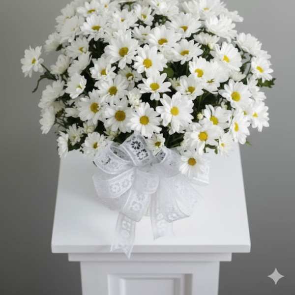 White Daisy Sympathy