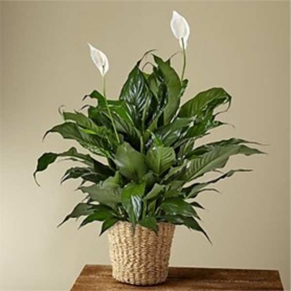 Potted peace lily plant with white blooms in a woven basket