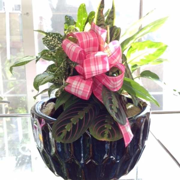 Potted houseplant arrangement with a pink plaid bow in a dark ceramic pot