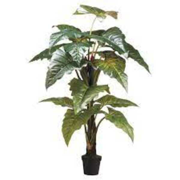 Potted tropical plant with large variegated green leaves