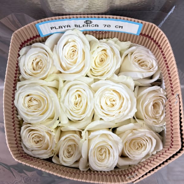 WHITE BUNDLE