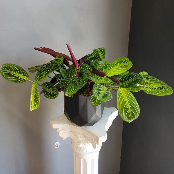 Potted plant with striped green leaves and burgundy undersides in a black container