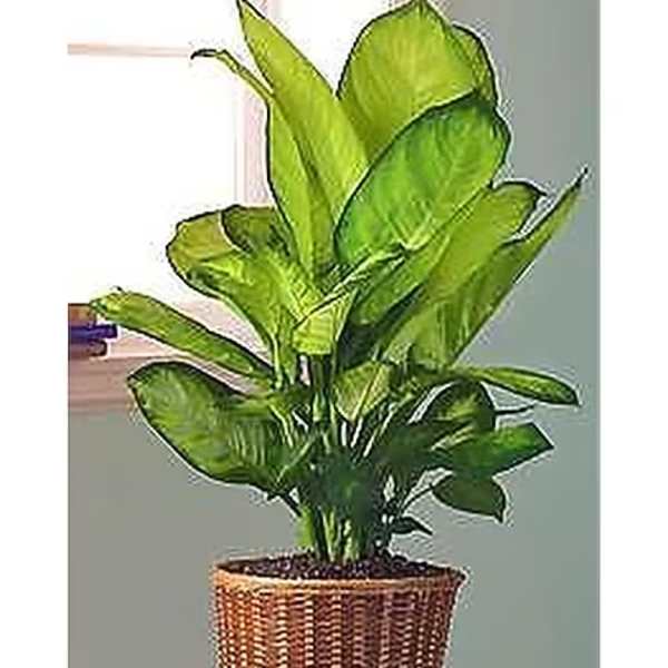 Diffenbachia