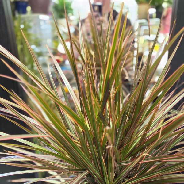 Large Dracaena Colorama