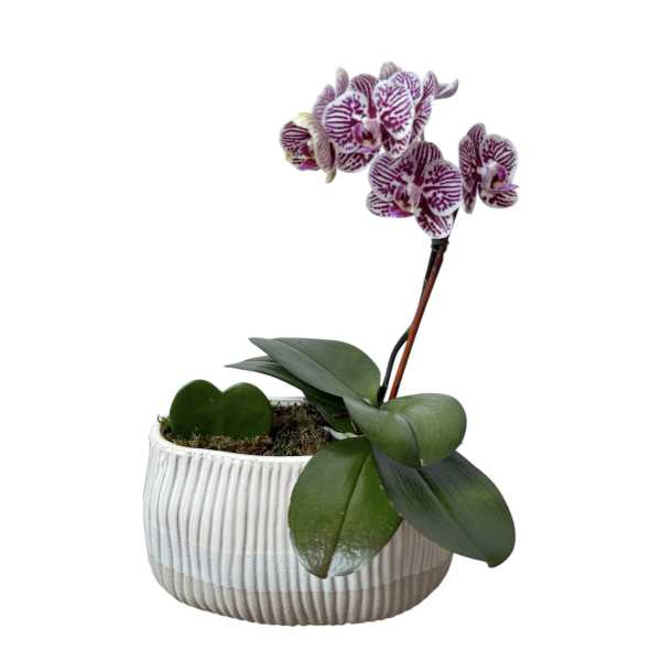 Potted orchid with purple-striped blooms in a white ceramic planter