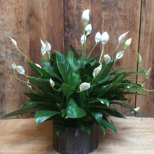 Low Pan Peace Lily