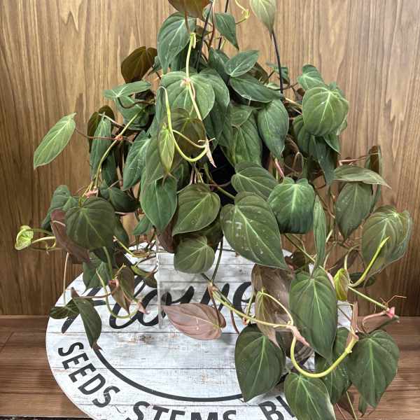 Philodendron Mican