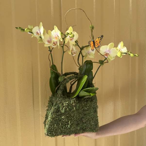 Orchid arrangement in a moss-covered container with a butterfly accent
