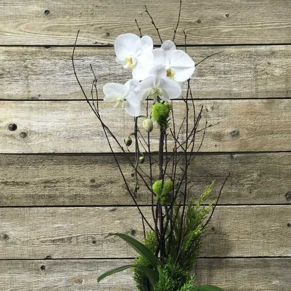 White orchid arrangement in a gold pot with branches and greenery