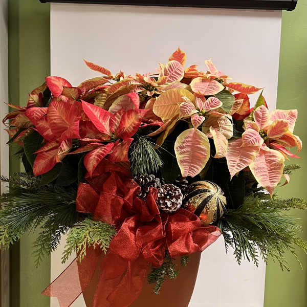 Potted poinsettia arrangement with red and pink bracts and a large red bow