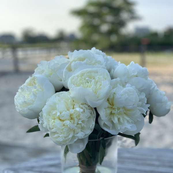 Peonies WHITE - JUST ARRIVED !!! Hampton Classic - Peonies White