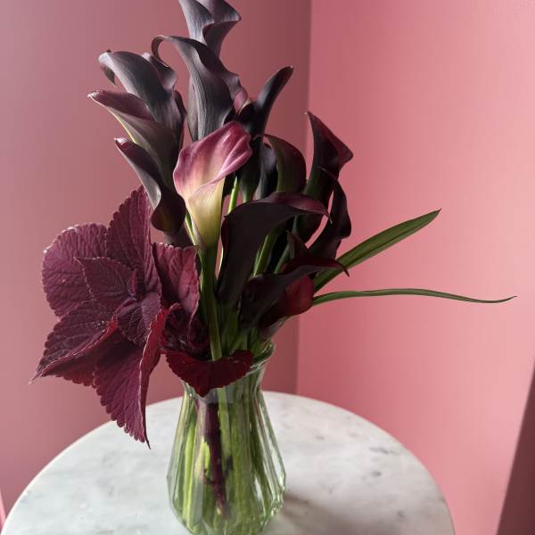 Velvet Noir