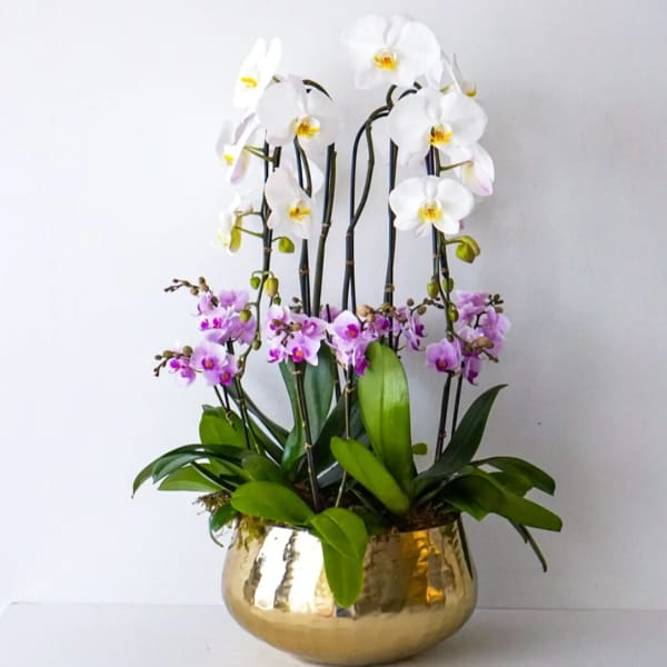 White and purple orchids in a gold bowl planter