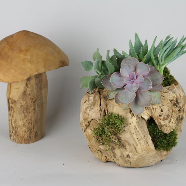 Succulent arrangement in a hollow wood planter beside a wooden mushroom sculpture
