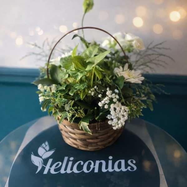 Green & Ivory Plant