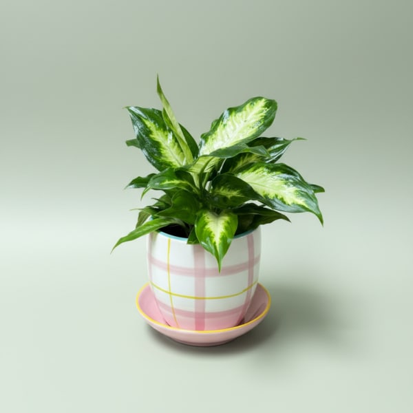 A Pretty Pot of Appreciation