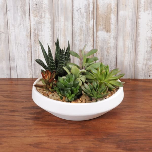 Low white bowl filled with assorted green succulents on a wooden surface
