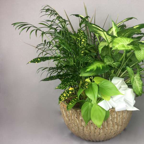 Mixed green houseplants in a textured bowl planter with a white bow