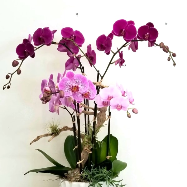 Potted orchid arrangement with pink and purple blooms in a white planter