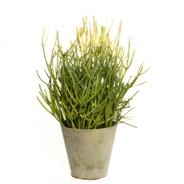 Potted green succulent-like plant in a tapered metal container