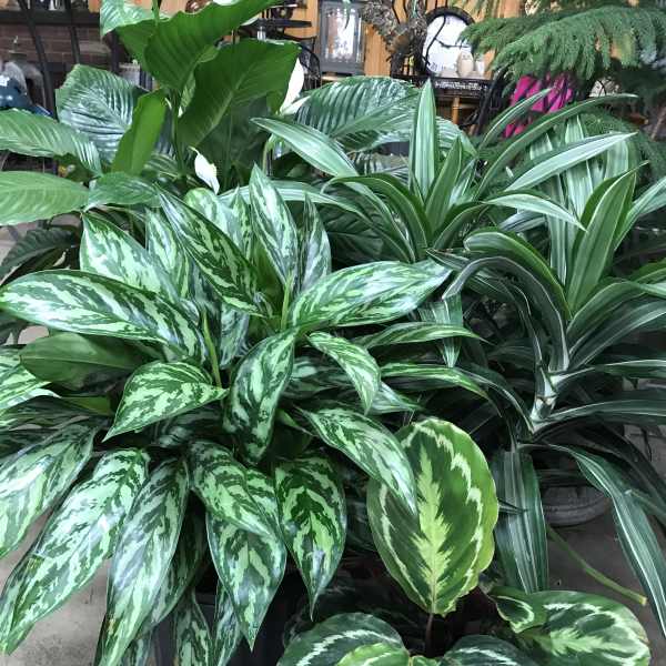 Cluster of assorted green potted tropical houseplants